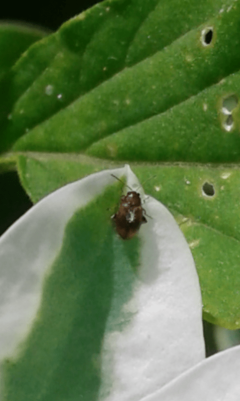 Chrysomelidae Alticini? S, Epithrix hirtipennis
